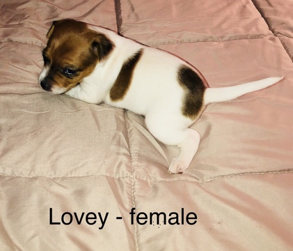 Medium Photo #1 Jack Russell Terrier Puppy For Sale in ONEIDA, WI, USA