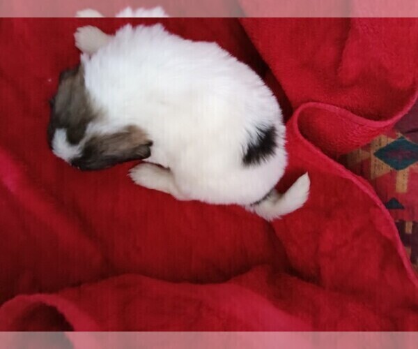 Medium Photo #17 Great Pyrenees Puppy For Sale in BANCROFT, WI, USA