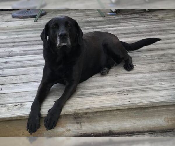 Medium Photo #1 Labrador Retriever Puppy For Sale in WINTERVILLE, NC, USA