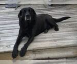 Small Photo #1 Labrador Retriever Puppy For Sale in WINTERVILLE, NC, USA