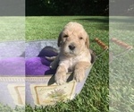 Small Photo #4 Labradoodle Puppy For Sale in DURHAM, CA, USA