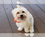 Chiki - Female Mutt Dog for Adoption - Small photo