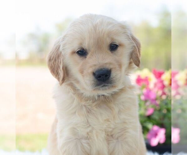 Medium Photo #1 Golden Retriever Puppy For Sale in NEWPORT, PA, USA