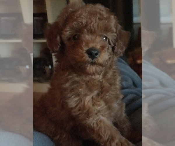 Medium Photo #4 Poodle (Toy) Puppy For Sale in BOWLING GREEN, KY, USA