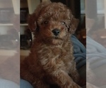Small Photo #4 Poodle (Toy) Puppy For Sale in BOWLING GREEN, KY, USA