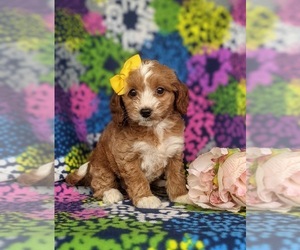 Goldendoodle (Miniature) Puppy for sale in KIRKWOOD, PA, USA