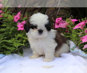 Shih Tzu Puppy for sale in SHILOH, OH, USA