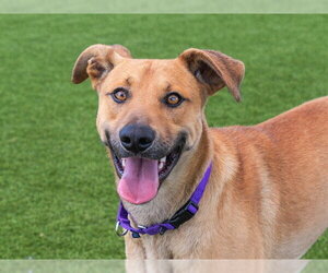 Black Mouth Cur-Unknown Mix Dogs for adoption in Martinez, CA, USA