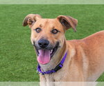 RANDY - Male Black Mouth Cur-Unknown Mix Dog for Adoption - Small photo