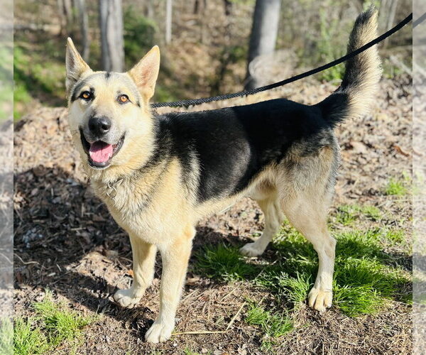 Medium Photo #4 Mutt Puppy For Sale in Clarkesville, GA, USA