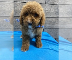 Miniature Bernedoodle-Poodle (Miniature) Mix Puppy for sale in RICHMOND, IL, USA