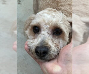 Poodle (Miniature) Dogs for adoption in Dana Point, CA, USA