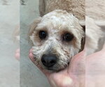 Butters - Male Poodle (Miniature) Dog for Adoption - Small photo