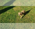 Small Photo #11 American Bully Puppy For Sale in OTHO, IA, USA