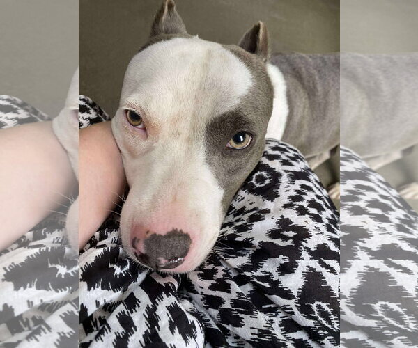 Medium Photo #33 American Pit Bull Terrier-Unknown Mix Puppy For Sale in Germantown, OH, USA