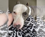 Small #32 American Pit Bull Terrier Mix