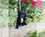 Image preview for Ad Listing. Nickname: Puppy #2