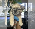 Puppy Gotti French Bulldog