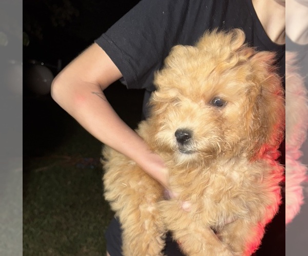 Medium Photo #2 Goldendoodle Puppy For Sale in DAVENPORT, FL, USA