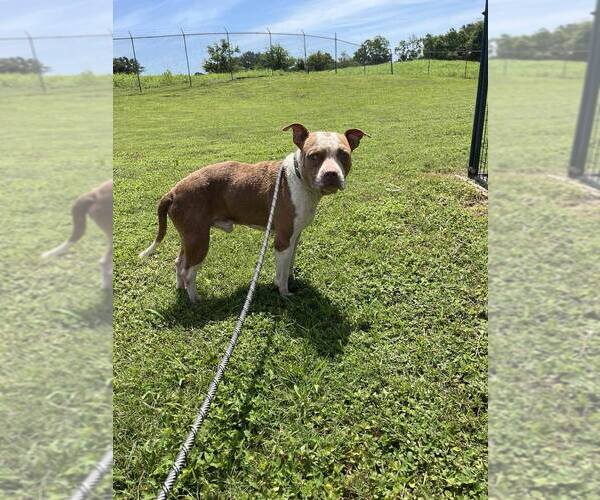Medium Photo #4 Mutt Puppy For Sale in Abbeville, LA, USA