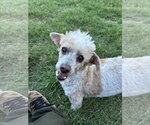 Small Poodle (Miniature)