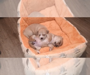 Chihuahua Dogs for adoption in PHOENIX, AZ, USA