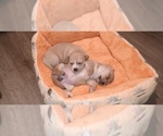 Small Chihuahua