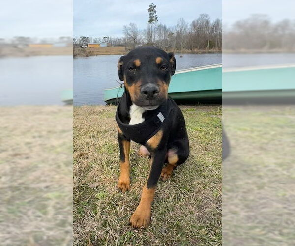 Medium Photo #5 Bulldog-Labrador Retriever Mix Puppy For Sale in Tarrytown, GA, USA