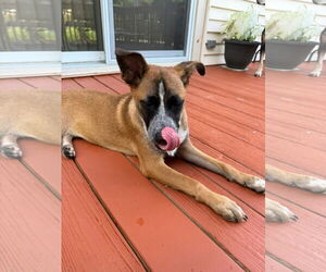 German Shepherd Dog-Unknown Mix Dogs for adoption in Oakhurst, NJ, USA