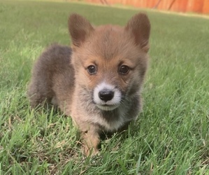 Pembroke Welsh Corgi Puppy for sale in MIDLOTHIAN, TX, USA