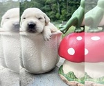 Small #3 Golden Retriever