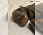 Small #10 Doberman Pinscher