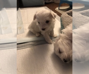 Maltese Puppy for sale in HENDERSON, KY, USA