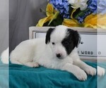 Small Photo #2 Aussiedoodle-Poodle (Miniature) Mix Puppy For Sale in SUNBURY, PA, USA