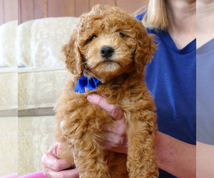 Goldendoodle (Miniature) Puppy for sale in ROY, UT, USA