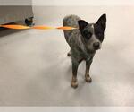 Small #14 Mutt