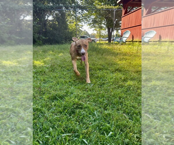 Medium Photo #4 Mutt Puppy For Sale in Glen Allen, VA, USA