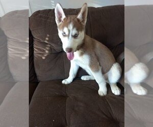 Siberian Husky Puppy for sale in KISSIMMEE, FL, USA