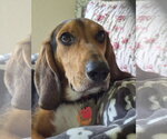 Small Photo #5 Beagle Puppy For Sale in Dunnellon, FL, USA