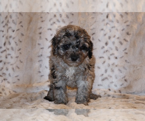 Medium Photo #19 Poodle (Toy) Puppy For Sale in DYERSBURG, TN, USA