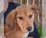 Small #4 Coonhound Mix