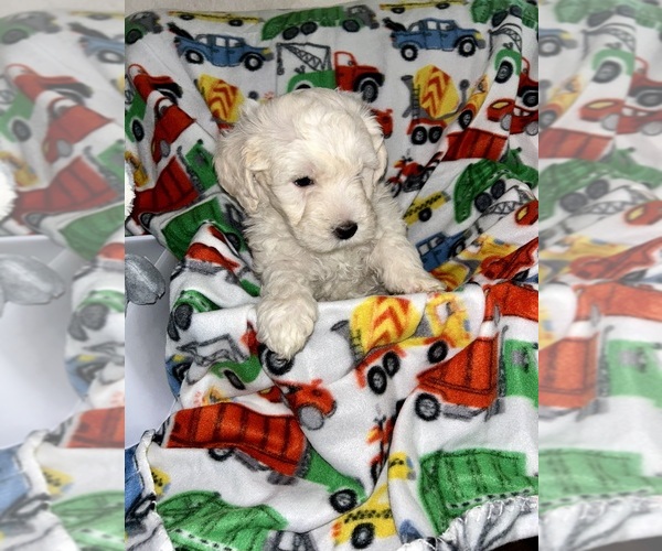 Medium Photo #1 Maltipoo Puppy For Sale in SACRAMENTO, CA, USA