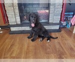 Small #3 Golden Mountain Dog