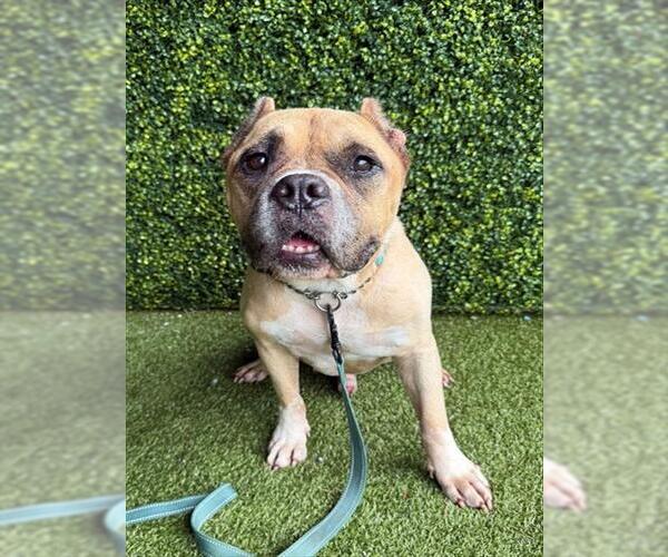Medium Photo #1 American Bulldog-Unknown Mix Puppy For Sale in Naples, FL, USA