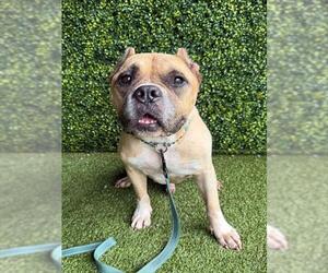 American Bulldog-Unknown Mix Dogs for adoption in Naples, FL, USA