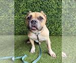 Small American Bulldog Mix