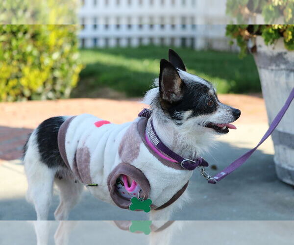 Medium Photo #4 Jack Chi Puppy For Sale in San Jose, CA, USA