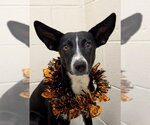 Small Border Collie
