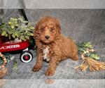 Small #2 Poodle (Miniature)