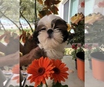 Small Photo #6 Shih Tzu Puppy For Sale in PALMETTO, FL, USA